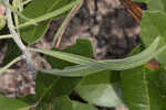 Chapman's blazing star